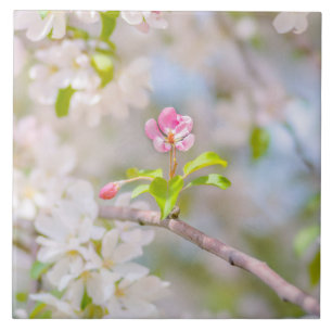 Azulejo De Cerâmica Apple floresce - beleza