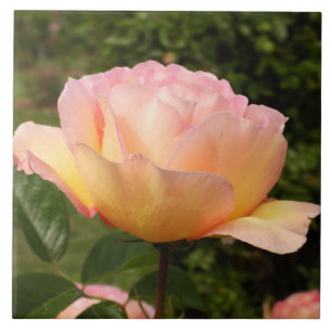 Azulejo De Cerâmica Apricot Rosa