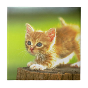 Azulejo De Cerâmica Apronte para atacar o gatinho