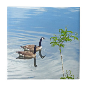 Azulejo De Cerâmica Aproveitando uma Natação