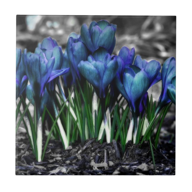 Azulejo De Cerâmica Aqua Blue Crocus Blooms (Frente)