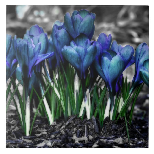Azulejo De Cerâmica Aqua Blue Crocus Blooms (Frente)
