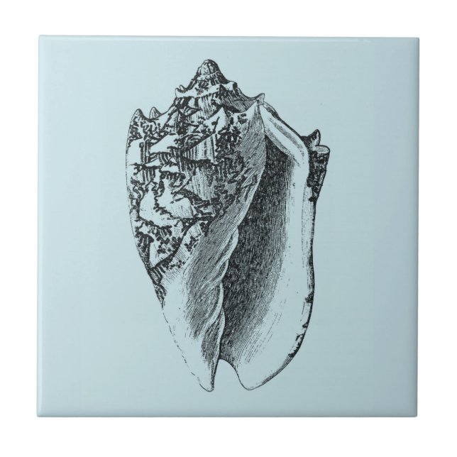 Azulejo De Cerâmica Aqua Conch Shell (Frente)