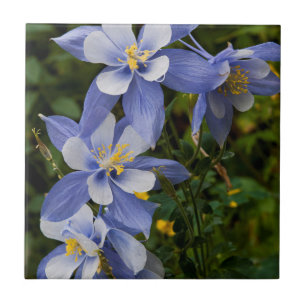 Azulejo De Cerâmica Aquilegia Azul do Colorado perto de Telluride Colo