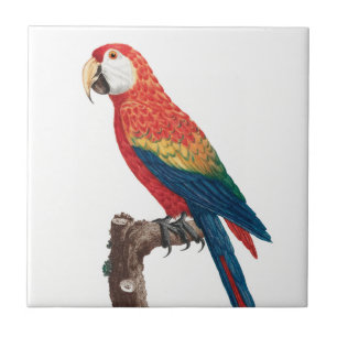 Azulejo De Cerâmica Ara Canga Parrot