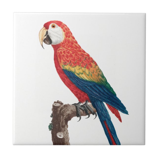 Azulejo De Cerâmica Ara Canga Parrot (Frente)