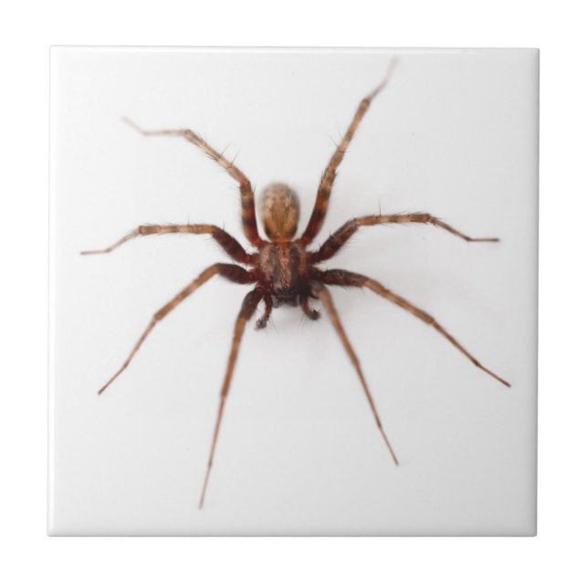 Azulejo De Cerâmica Aranha assustadora (Frente)