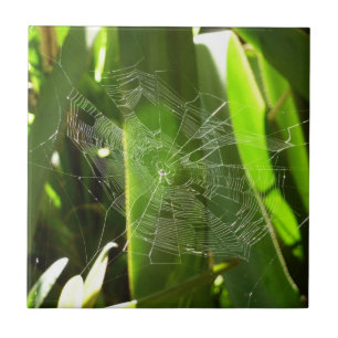 Azulejo De Cerâmica Aranha-do-mar na Natureza das Folhas Tropicais