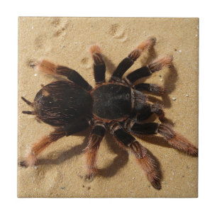 Azulejo De Cerâmica Aranha do tarantula de Brachypelma na areia