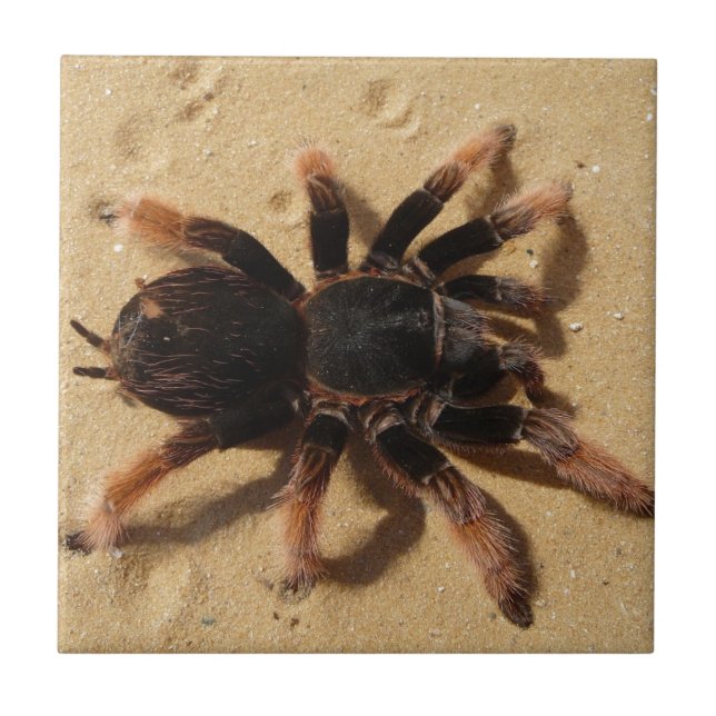 Azulejo De Cerâmica Aranha do tarantula de Brachypelma na areia (Frente)