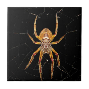 Azulejo De Cerâmica aranha-macro-insetos colomia