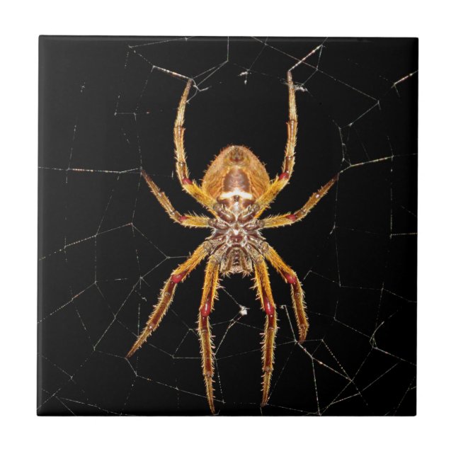 Azulejo De Cerâmica aranha-macro-insetos colomia (Frente)