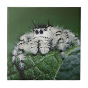Azulejo De Cerâmica Aranha Saltadora Metaphid