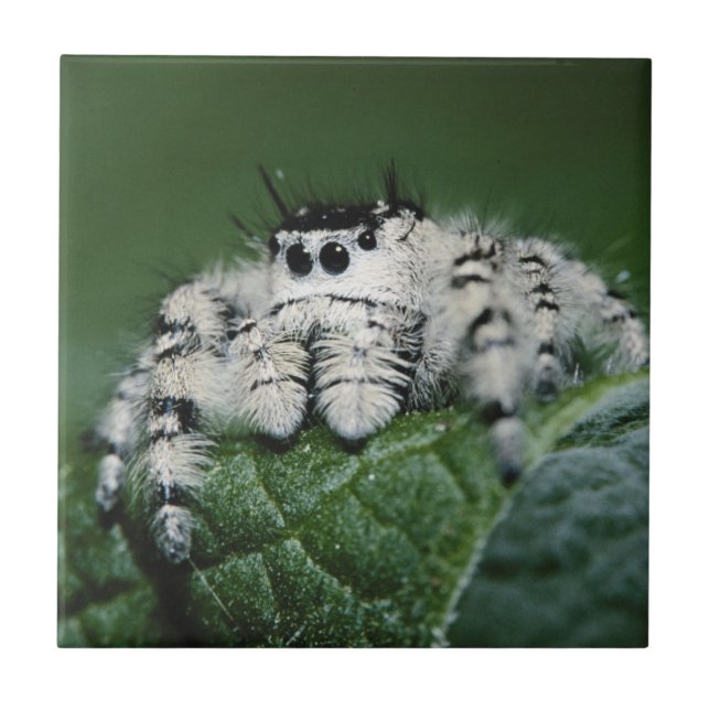 Azulejo De Cerâmica Aranha Saltadora Metaphid (Frente)