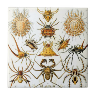 Azulejo De Cerâmica Aranhas Vintage ou Aracnídeos por Ernst Haeckel
