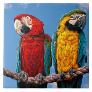 Azulejo De Cerâmica Arara azul e amarela e arara-escarlate