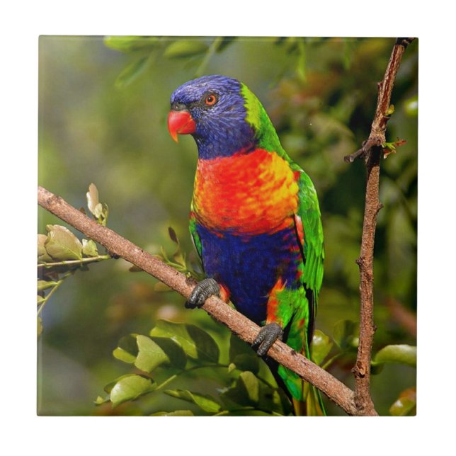 Azulejo De Cerâmica Arco-Íris Lorikeet (Frente)