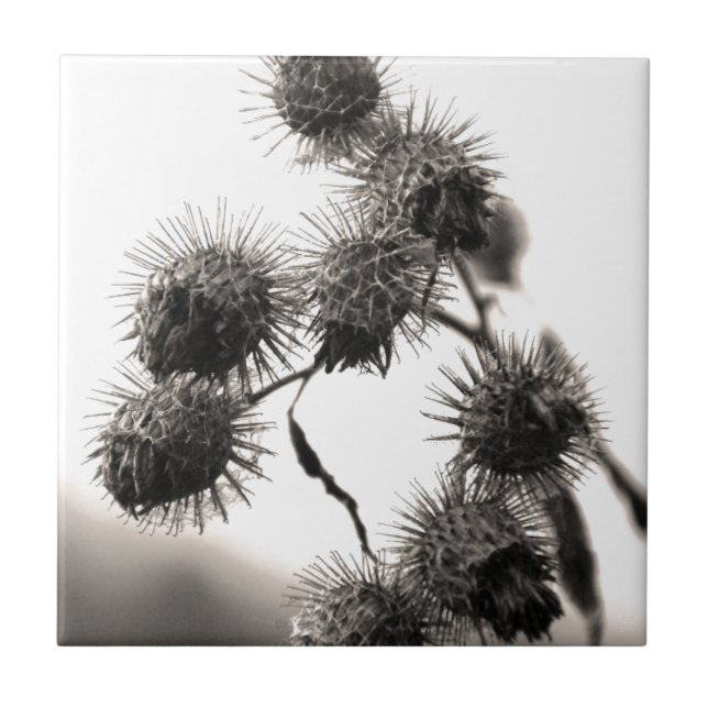 Azulejo De Cerâmica Arinca seca (Frente)