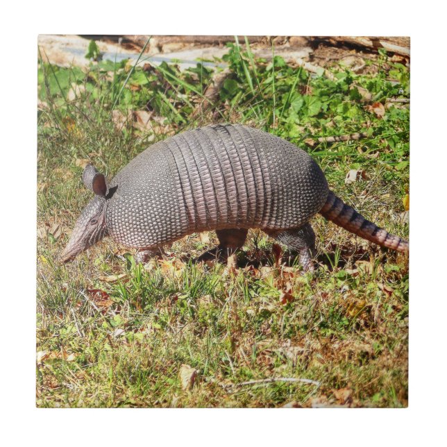 Azulejo De Cerâmica Armadillo (Frente)