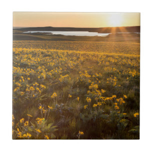 Azulejo De Cerâmica Arranjo de Flores Silvestres de Balsamroot de Folh
