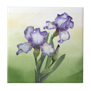 Azulejo De Cerâmica Arte bonito da Flor Branca Iris Garden