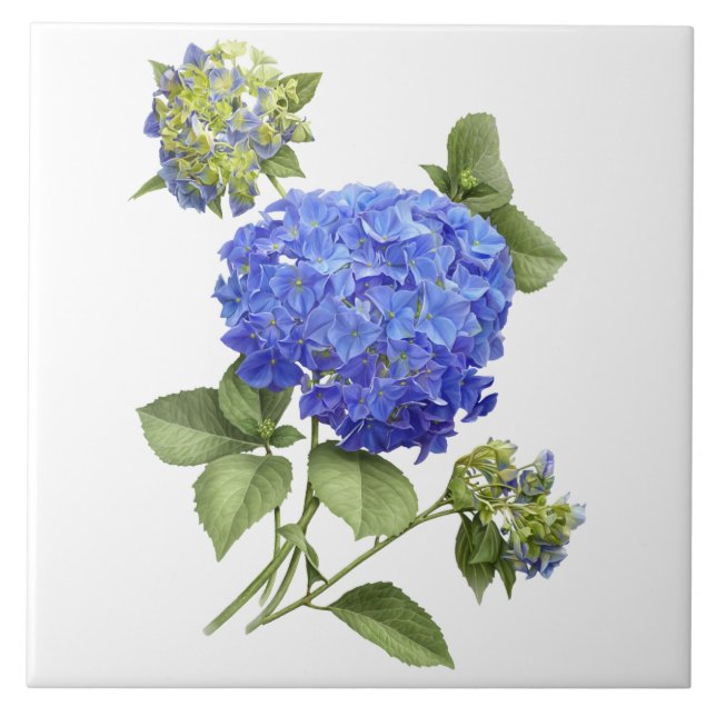 Azulejo De Cerâmica Arte Botânica Azul Hydrangea Flor (Frente)