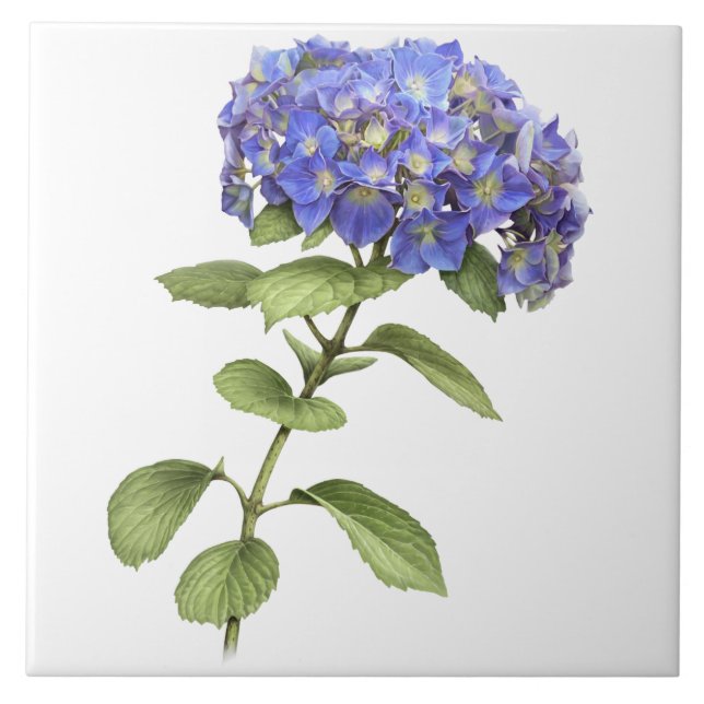 Azulejo De Cerâmica Arte Botânica Azul Hydrangea Flor (Frente)