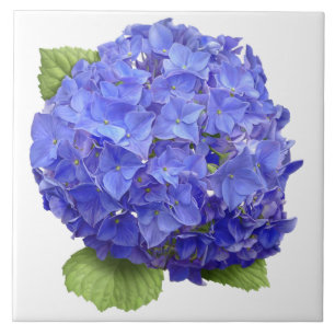 Azulejo De Cerâmica Arte Botânica Azul Hydrangea Flor