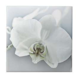 Azulejo De Cerâmica Arte Botânica de Orquídea Branca Elegante
