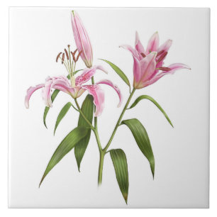 Azulejo De Cerâmica Arte Botânica Lily Asiática, Rosa, Stargazer
