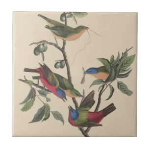Azulejo De Cerâmica Arte Colorida de Pássaro Pintado Audubon Vintage