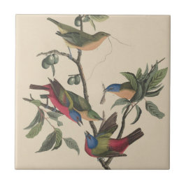 Azulejo De Cerâmica Arte Colorida de Pássaros Vintage Audubon Pintado