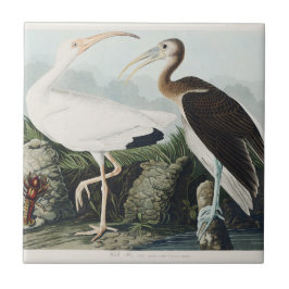 Azulejo De Cerâmica Arte da Natureza da Ave Íbis-Branca de Audubon Vin