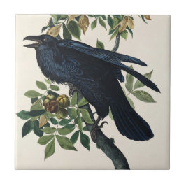 Azulejo De Cerâmica Arte da Natureza de Pássaros do Corvo de Audubon V