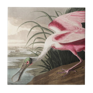 Azulejo De Cerâmica Arte de Ave Colhereiro Rosa Vintage Audubon