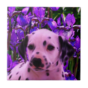 Azulejo De Cerâmica Arte de Cachorro Dalmaciana