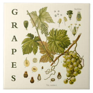 Azulejo De Cerâmica Arte de Cozinha Vintage: Uvas Verdes Parreira