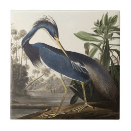 Azulejo De Cerâmica Arte de Pássaro da Garça da Louisiana de Audubon V
