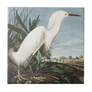 Azulejo De Cerâmica Arte de Pássaro da Garça Grande Vintage Audubon