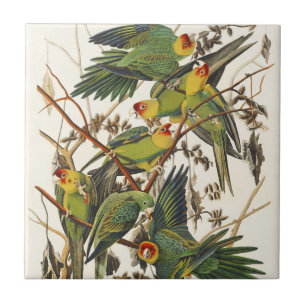 Azulejo De Cerâmica Arte de Pássaro Periquito da Carolina Audubon Vint