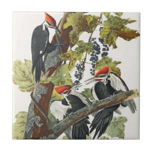 Azulejo De Cerâmica Arte de Pássaro Pica-Pau-Grande Audubon Vintage