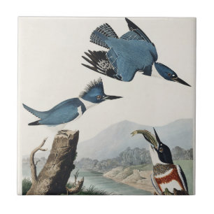 Azulejo De Cerâmica Arte de Pássaro Rei-Cinzento de Audubon Vintage