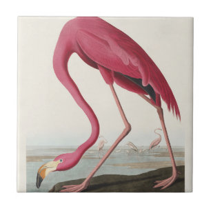 Azulejo De Cerâmica Arte de Pássaro Rosa Flamingo Americano Audubon Vi