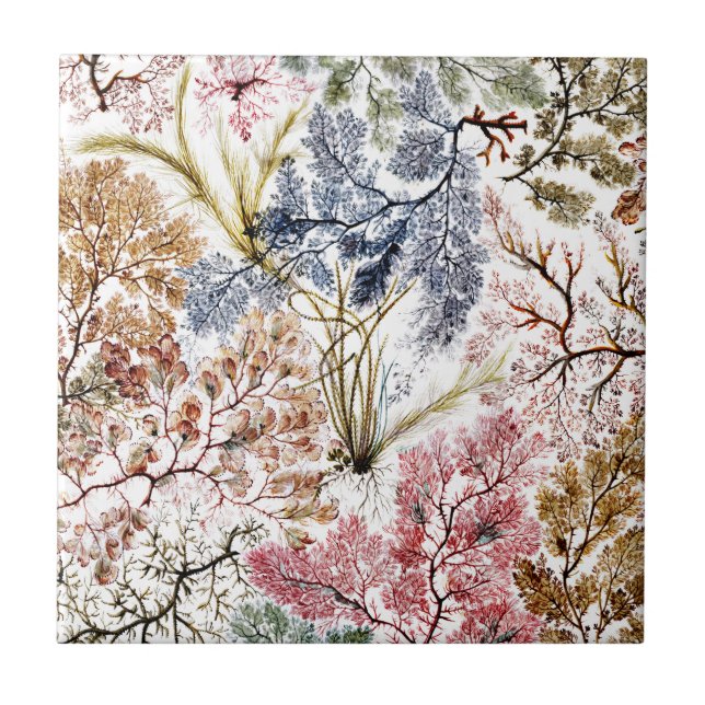 Azulejo De Cerâmica Arte de Tecido de Seda de algas (Frente)