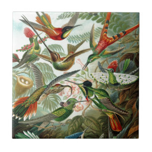 Azulejo De Cerâmica Arte do Paraíso das Aves
