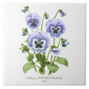 Azulejo De Cerâmica Arte Floral de Pansy Roxo em Estilo Botânico