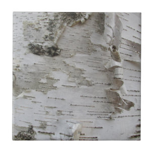 Azulejo De Cerâmica Arte Fotográfica Antiga do Latido Birch Tree