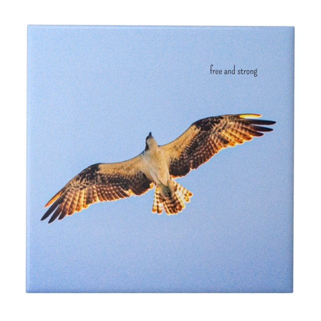 Azulejo De Cerâmica Arte livre do Osprey (Frente)