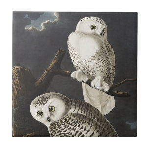 Azulejo De Cerâmica Arte Noturna de Coruja da Neve Vintage Audubon