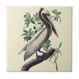 Azulejo De Cerâmica Arte Ornitológica Costeira Vintage Audubon do Peli